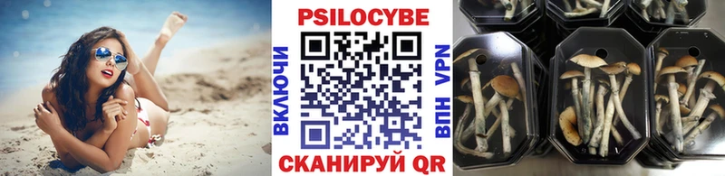 Псилоцибиновые грибы Psilocybe  Норильск 